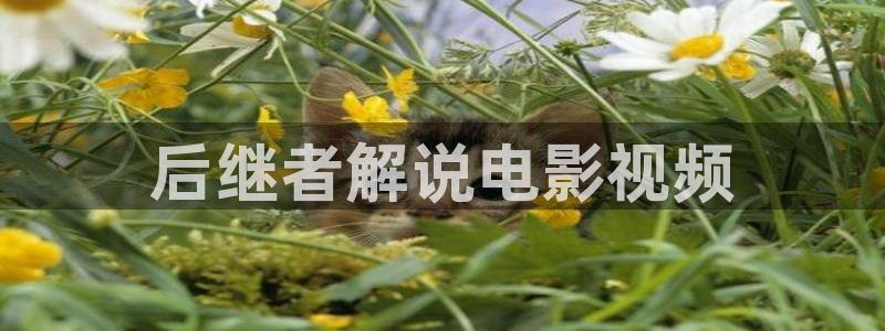 韩国午夜综艺在线播放：后继者解说电影视频